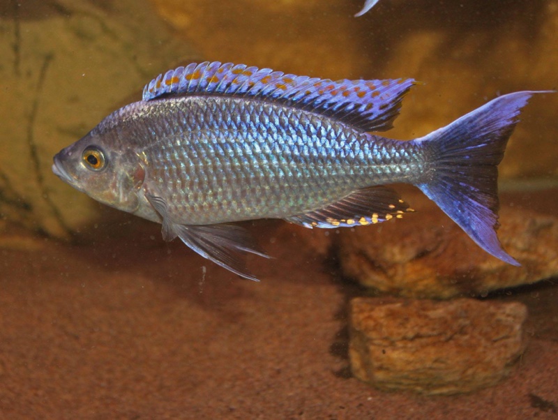 Copadichromis sp. 'firecrest' Gome